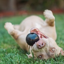 Emma the Pit Bull – The most misunderstood dog breed in the world.