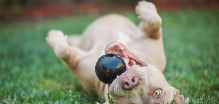 Emma the Pit Bull – The most misunderstood dog breed in the world.